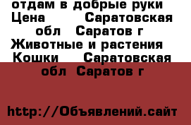 отдам в добрые руки › Цена ­ 10 - Саратовская обл., Саратов г. Животные и растения » Кошки   . Саратовская обл.,Саратов г.